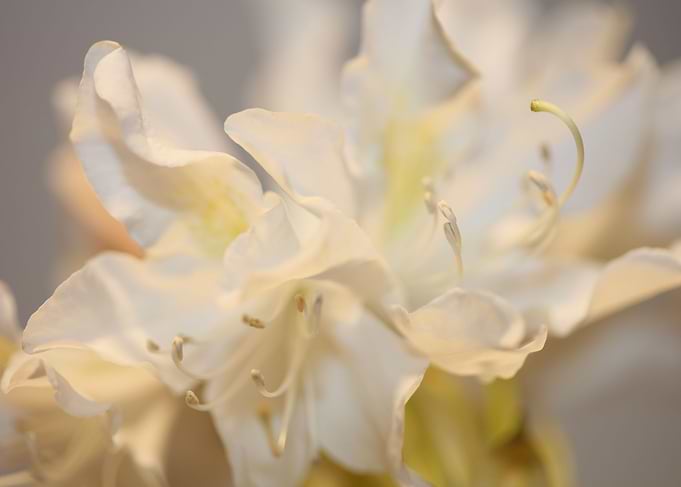 Rhododendron blossoming