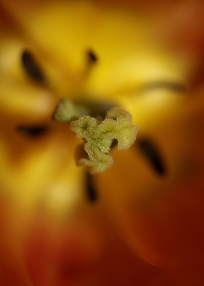 Tulipa flower close up