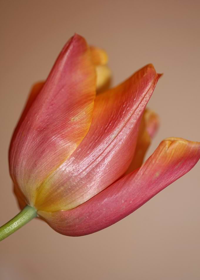 Tulip flower blossoming