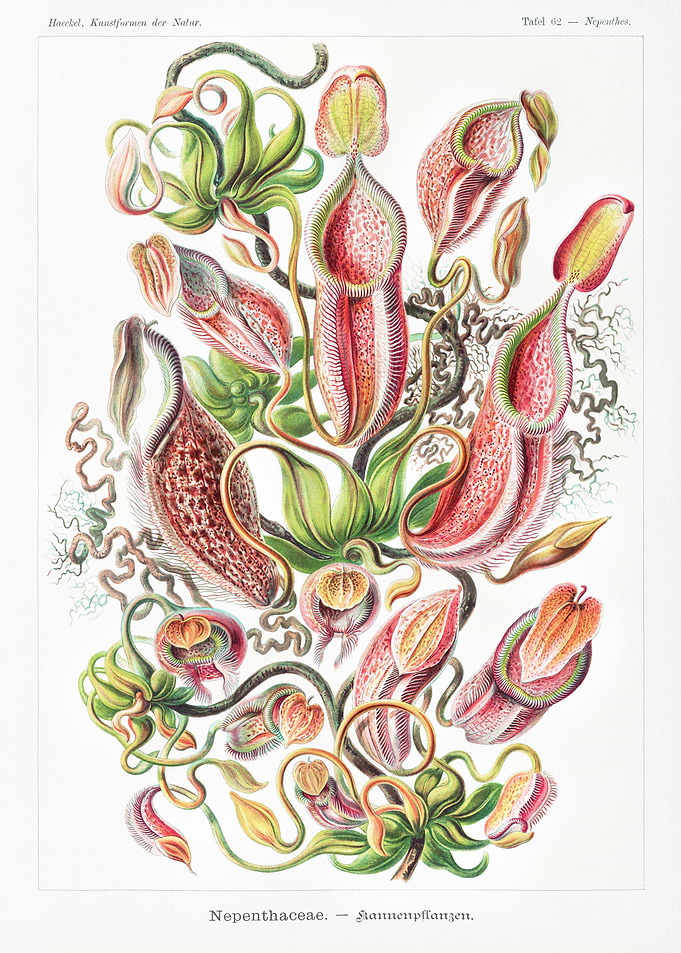 Nepenthaceae