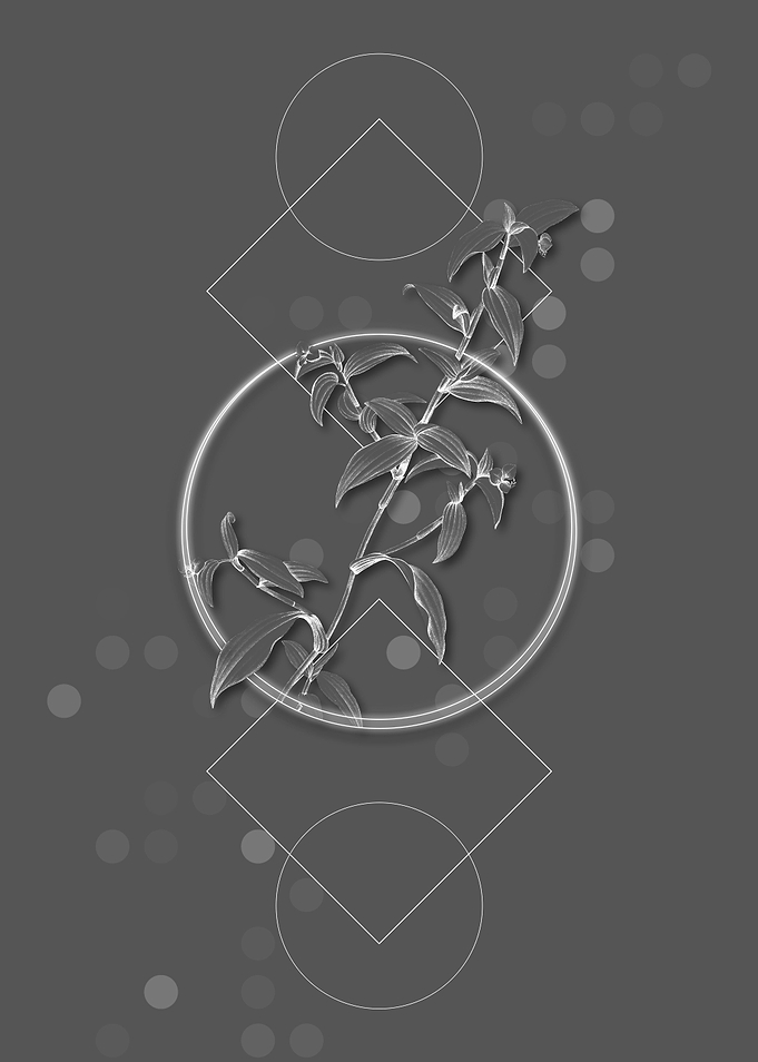 Gray Geometric Dayflower