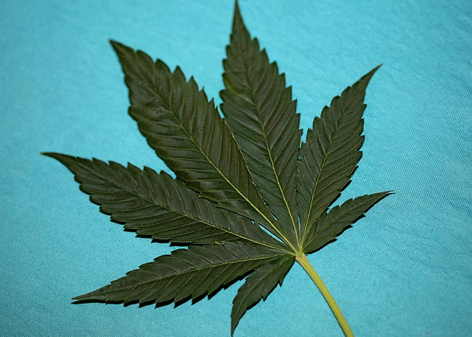 Marihuana leaf wall poster