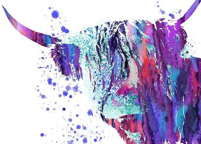 Highland cow