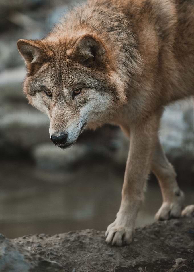 Wolf Portrait