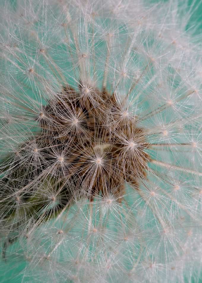 Blow ball flower blossom