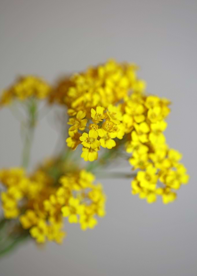 Aurinia flower background
