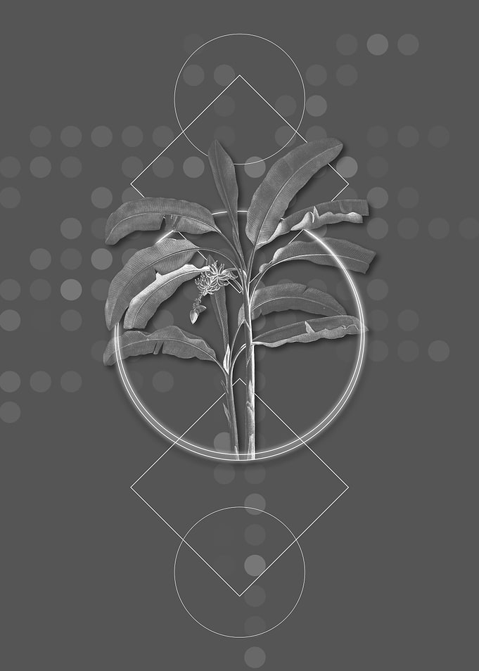 Gray Geometric Banana Tree