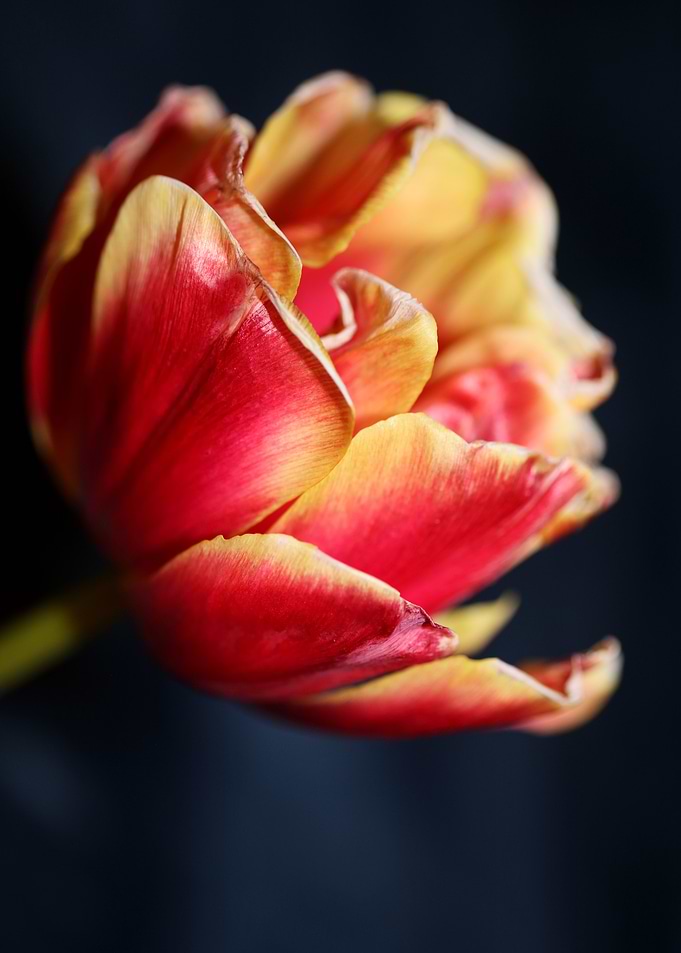 Tulip flowering close up
