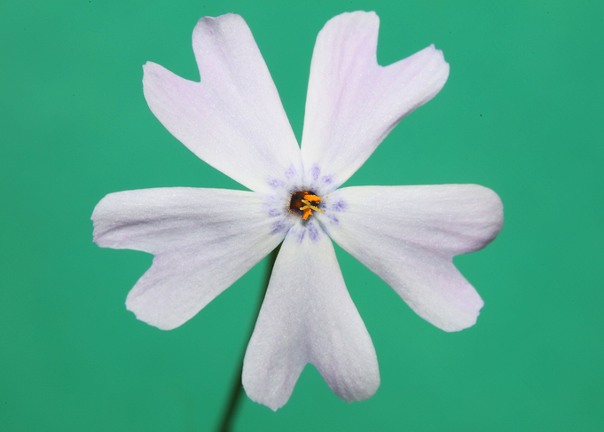 Phlox flower blossom macro