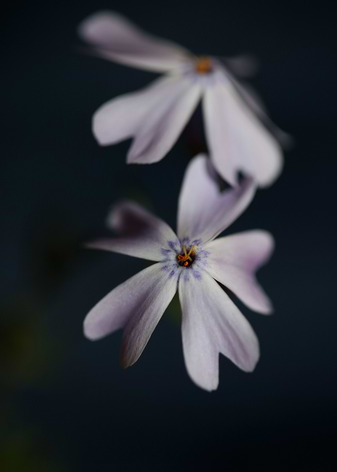 Phlox flower blossoming