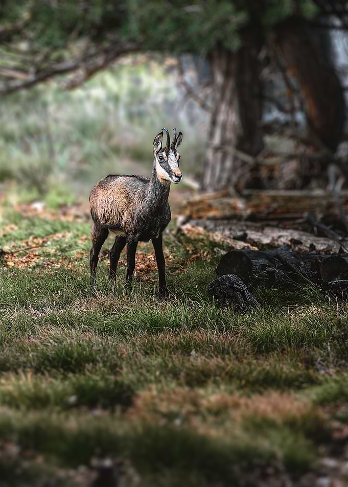 Aware Chamois