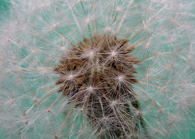 Dandelion flower close up