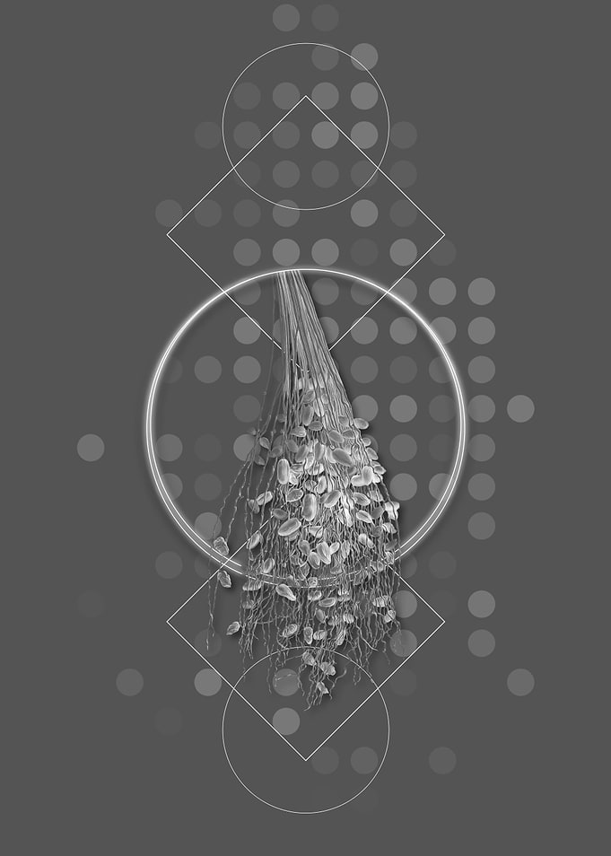 Geometric Spadice of Palm