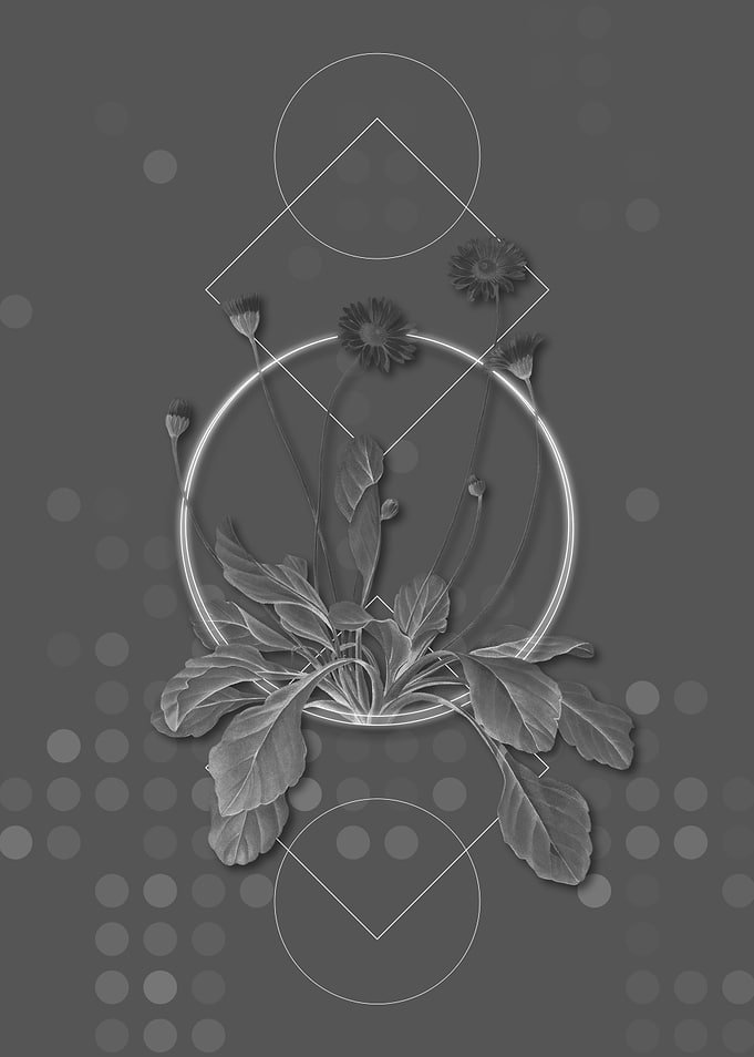 Geometric Daisy Flowers