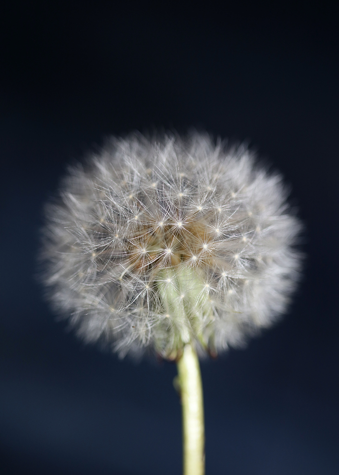 Taraxacum flowering macro
