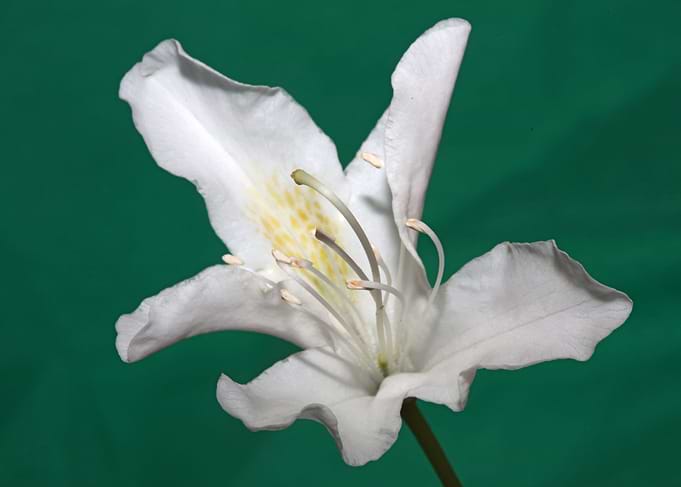Rhododendron white floral