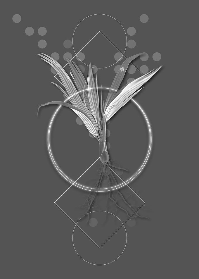Gray Geometric Date Palm