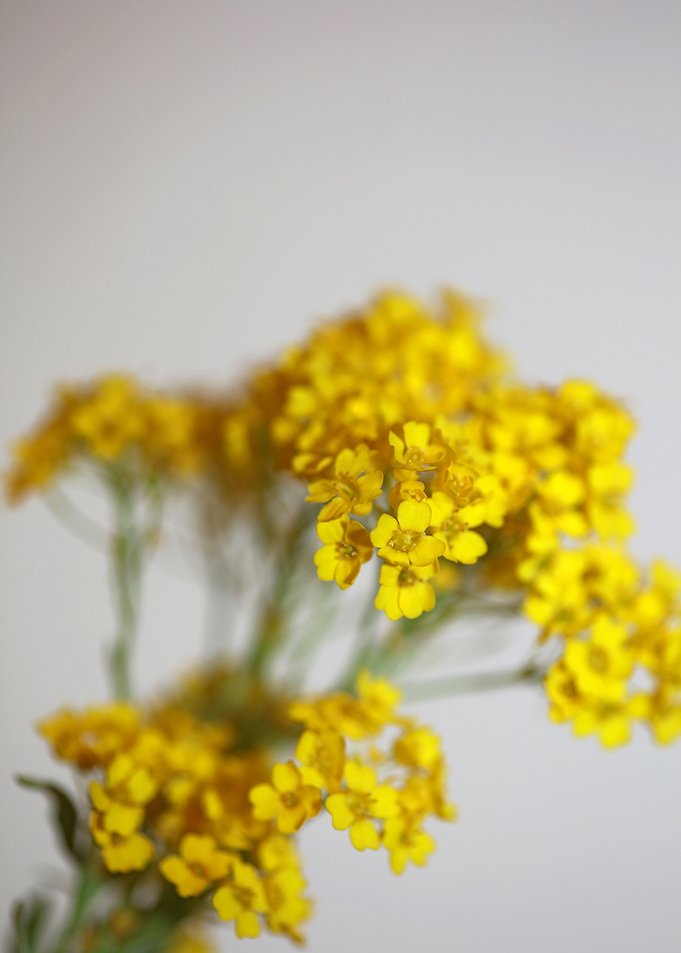 Aurinia flower background