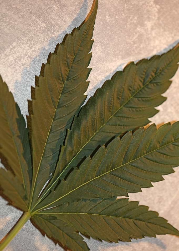 Cannabis leaf close up