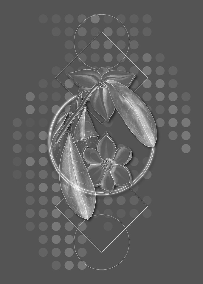 Custard Apple Branch