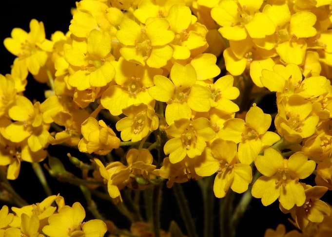 Aurinia flower background