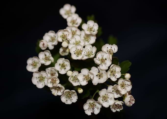 White flower blossom macro