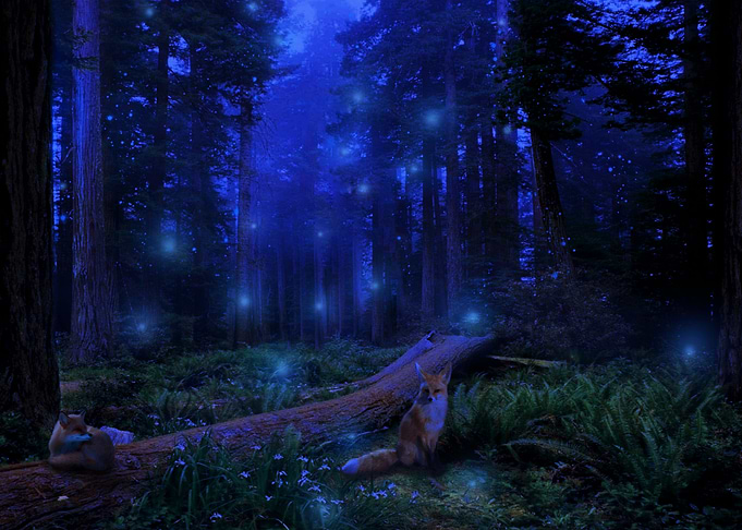 midnight foxes