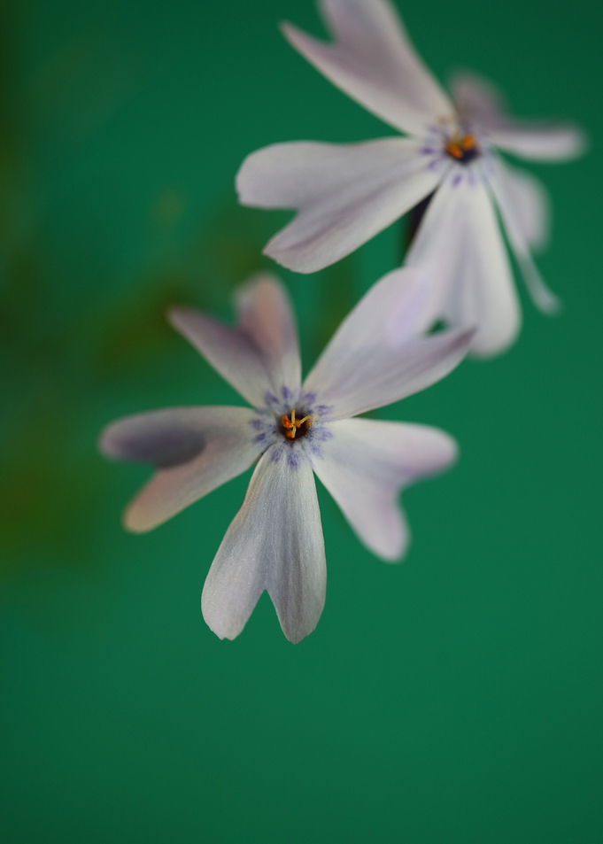 Phlox sabulata flowering