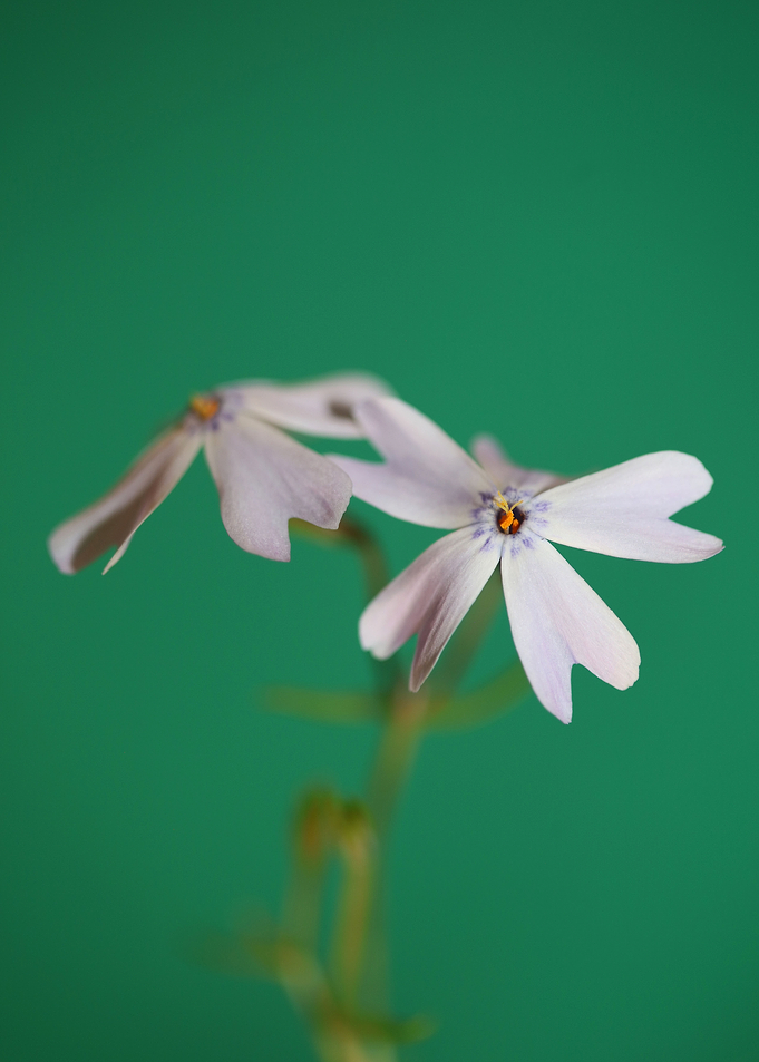 Phlox flower blossom macro
