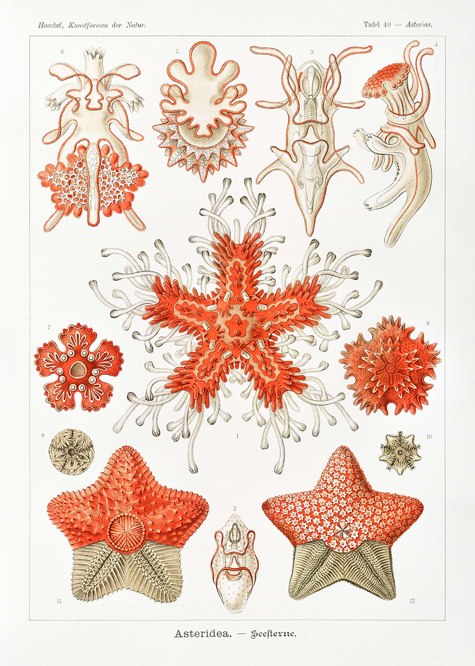 Asteridea