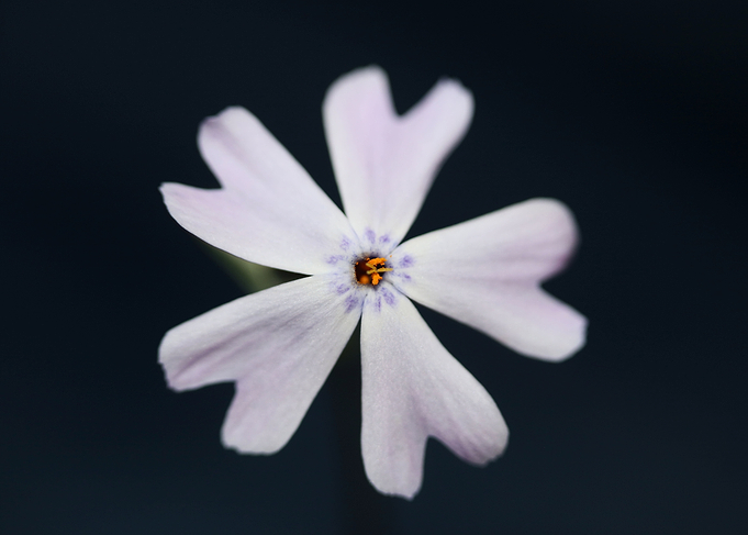 Phlox sabulata flowering