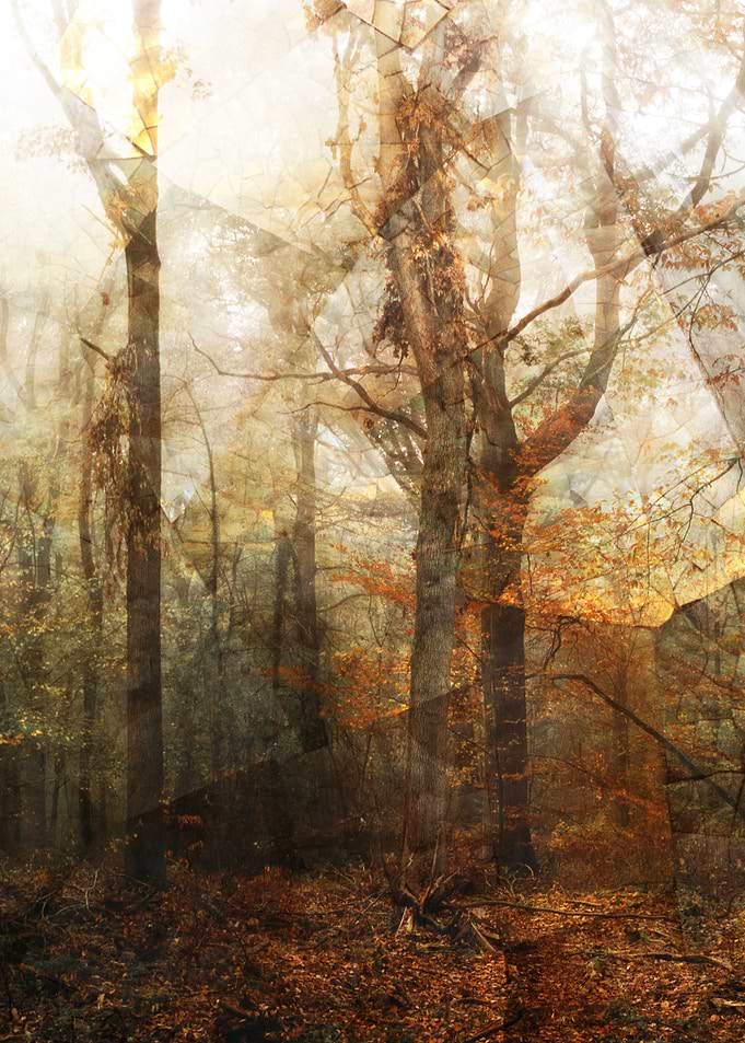 Autumn Trees
