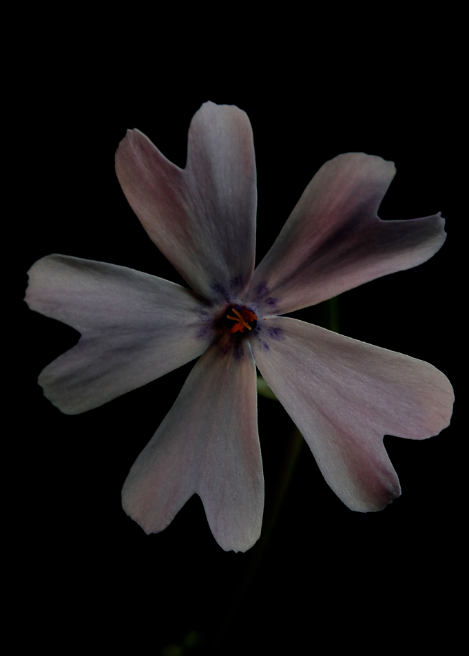 Phlox sabulata flowering