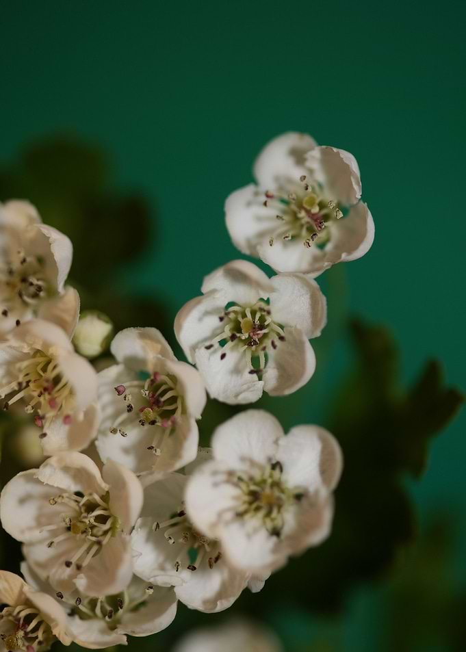 Crataegus flowering macro