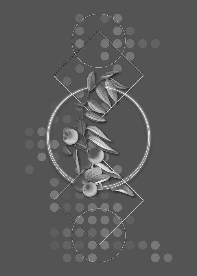 Gray Geometric Jujube