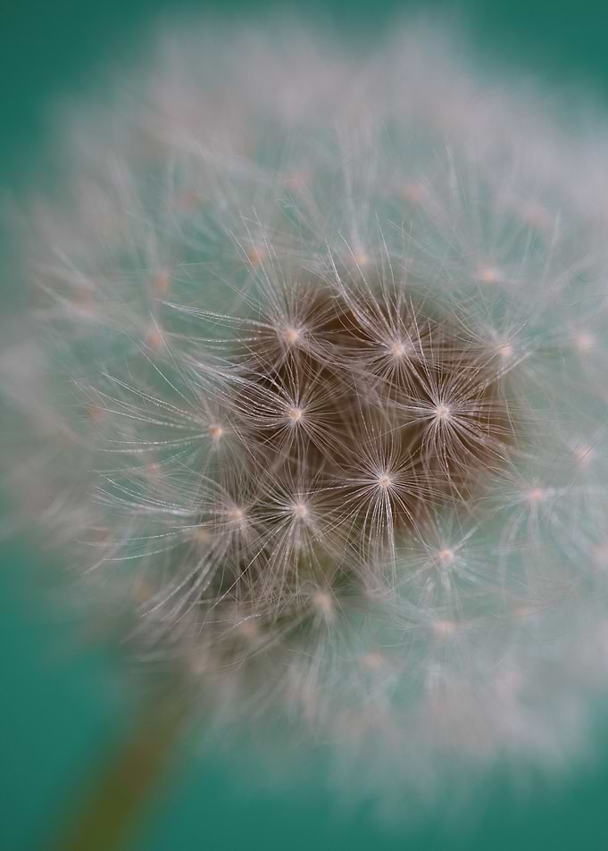 Dandelion flower close up