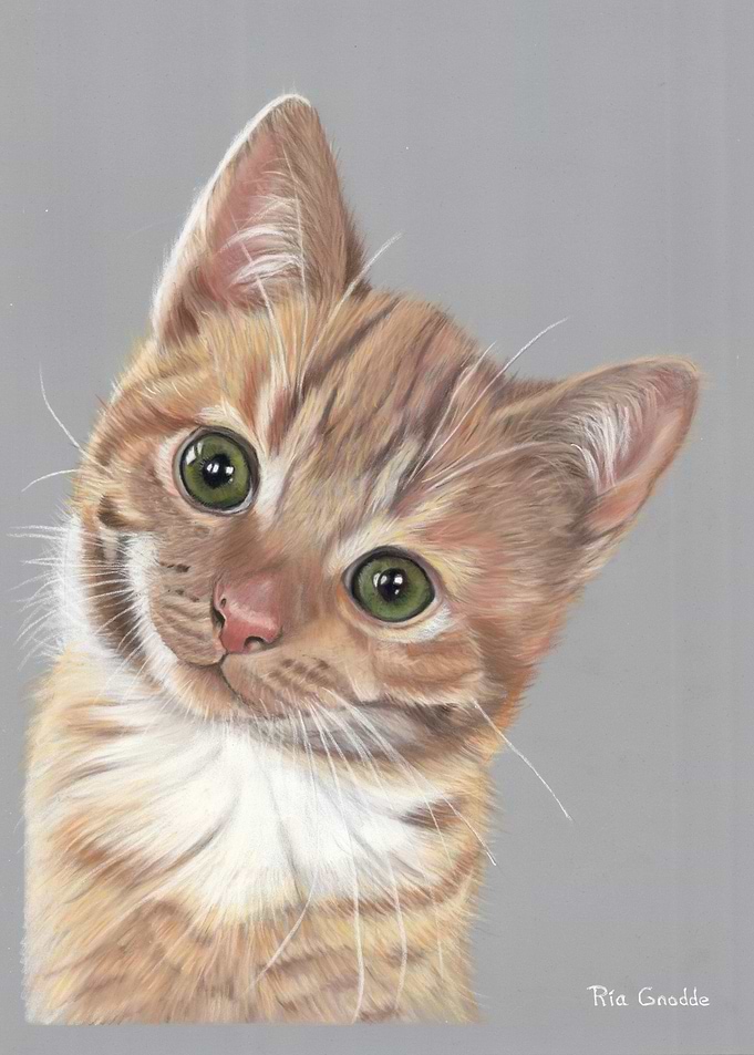 Curious Kitten