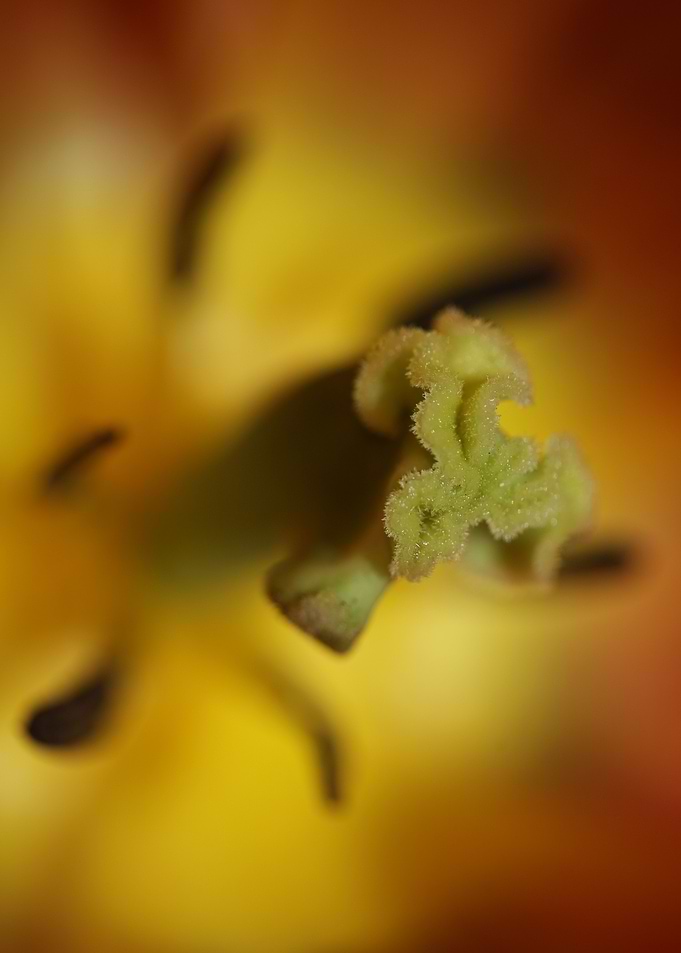 Tulipa flowering macro
