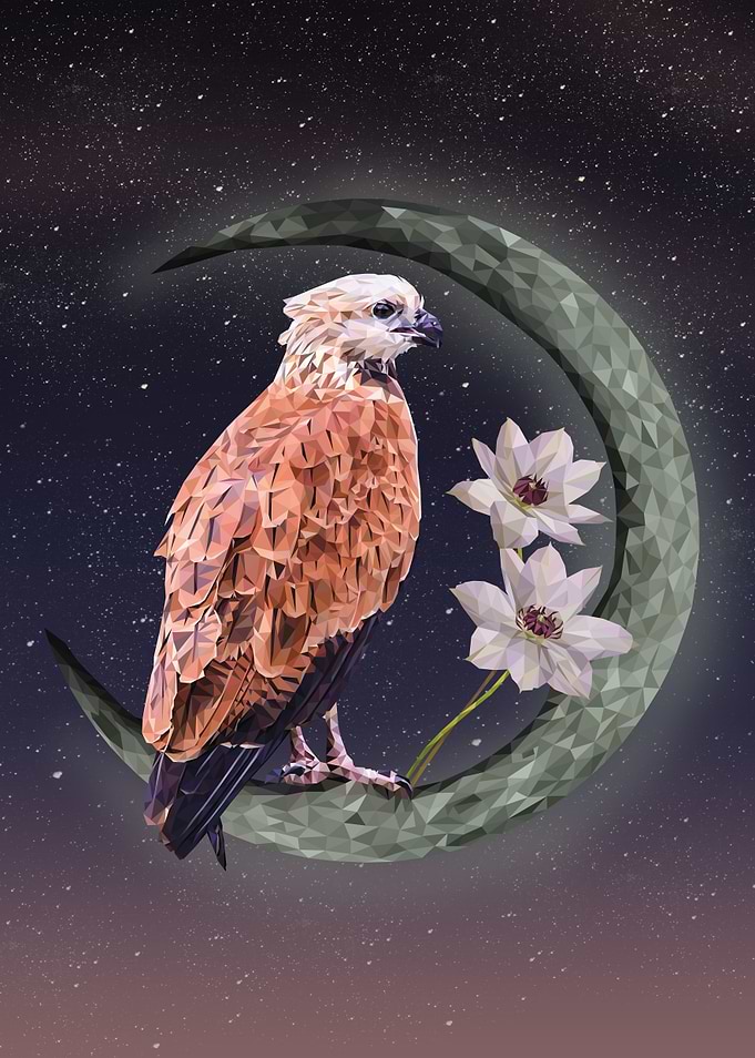 Blackcollared hawk