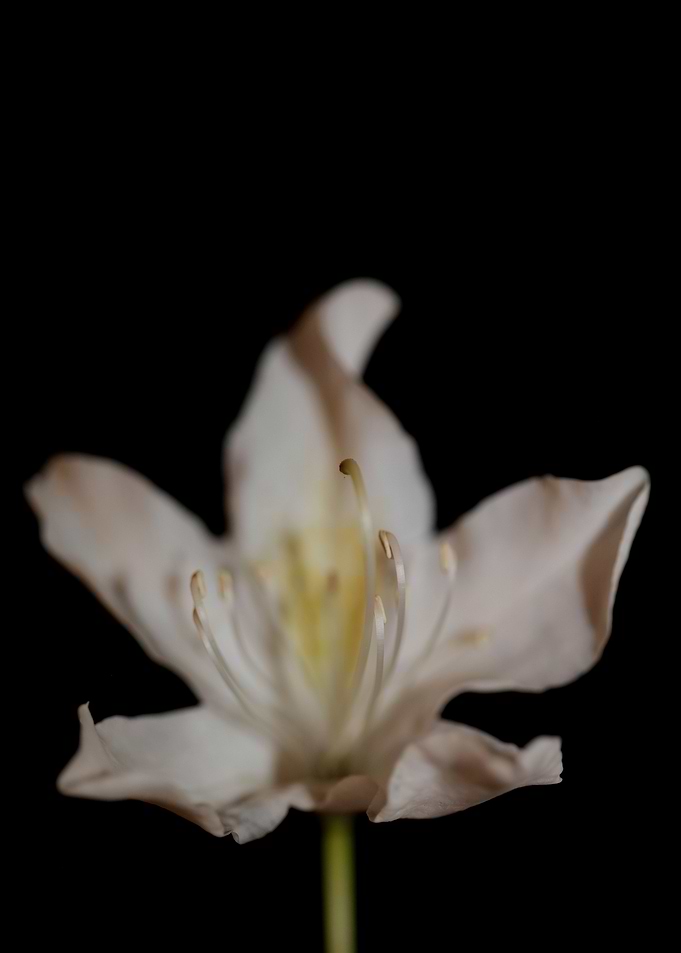 White rhododendron flower