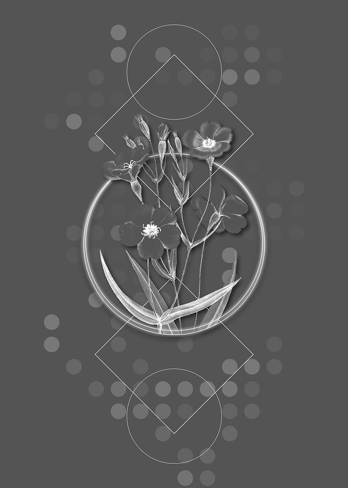 Viscaria Flower Branch