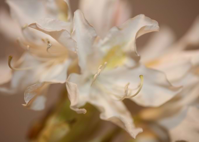 Rhododendron white flower