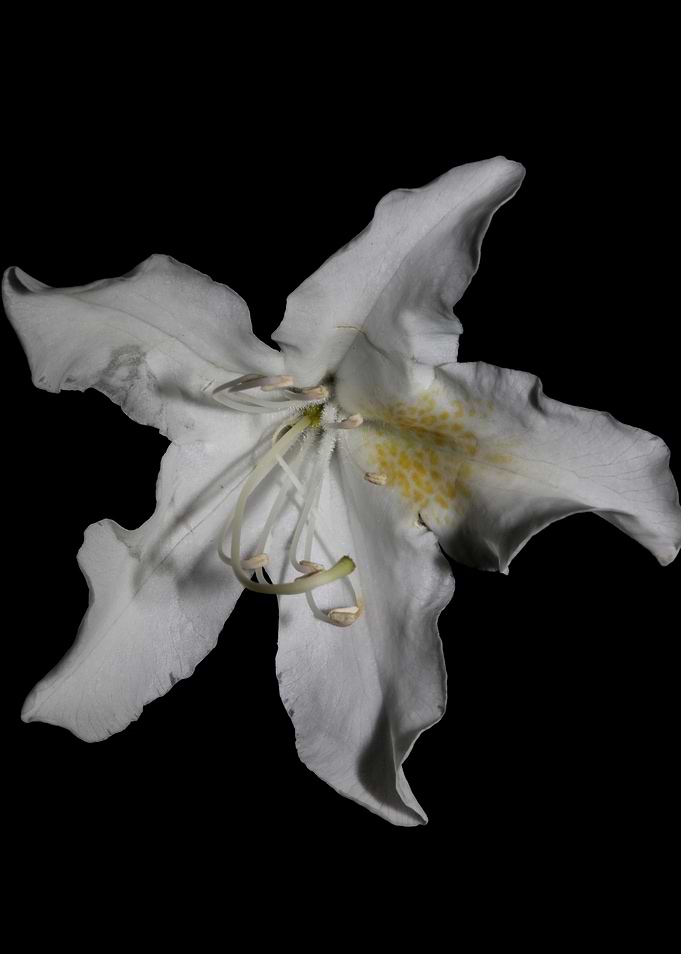 Rhododendron flower macro