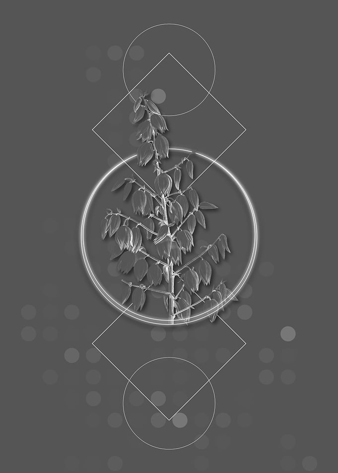 Geometric Adams Needle