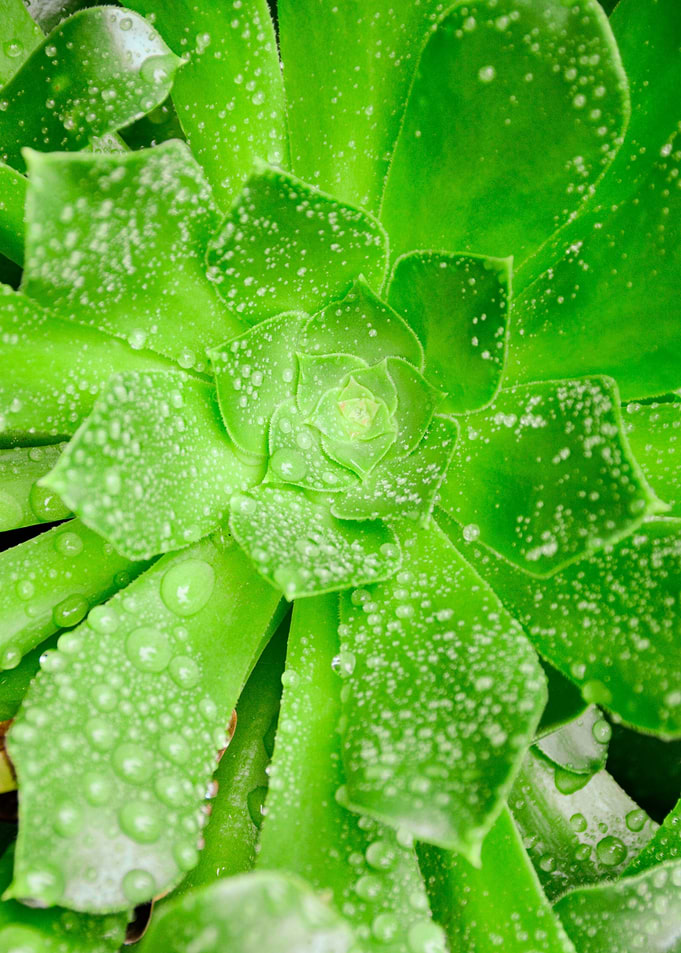 plant leaves 48
