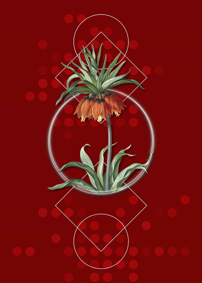Red Crown Imperial Flower