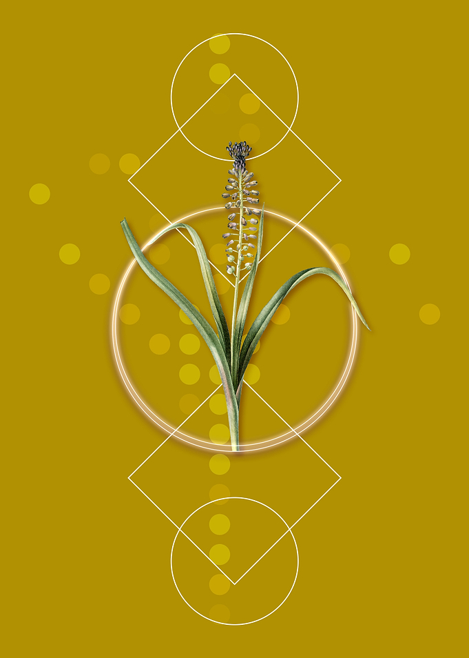 Geometric Grape Hyacinth