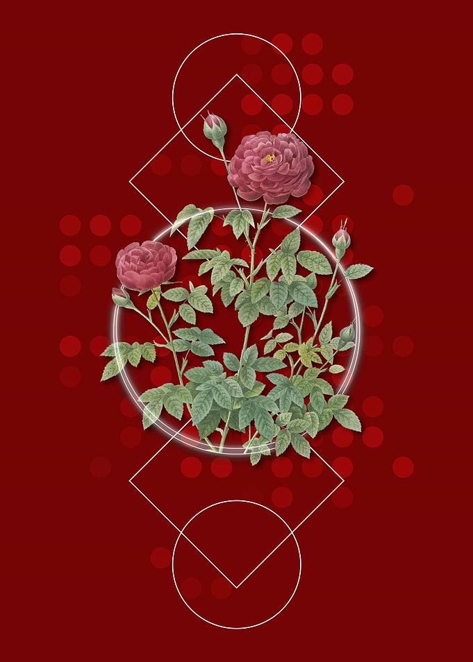 Red Burgundy Cabbage Rose