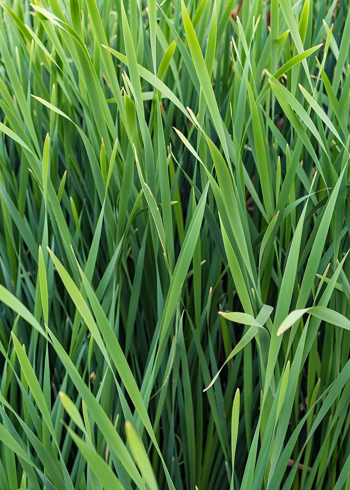 plant leaves 45