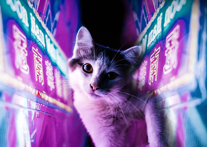 Big City Kitty